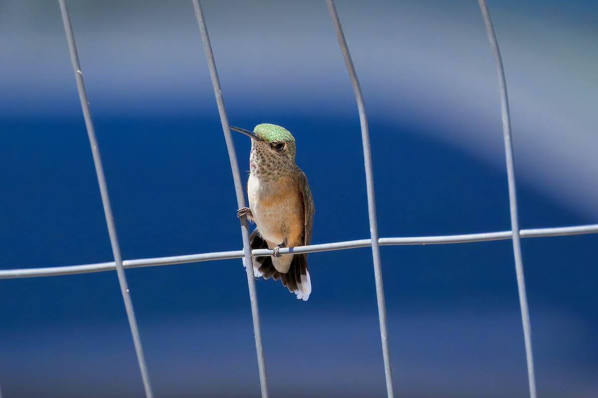 Calliope Hummingbird - ML622555434