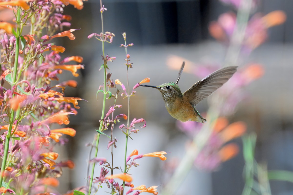 Calliope Hummingbird - ML622555437