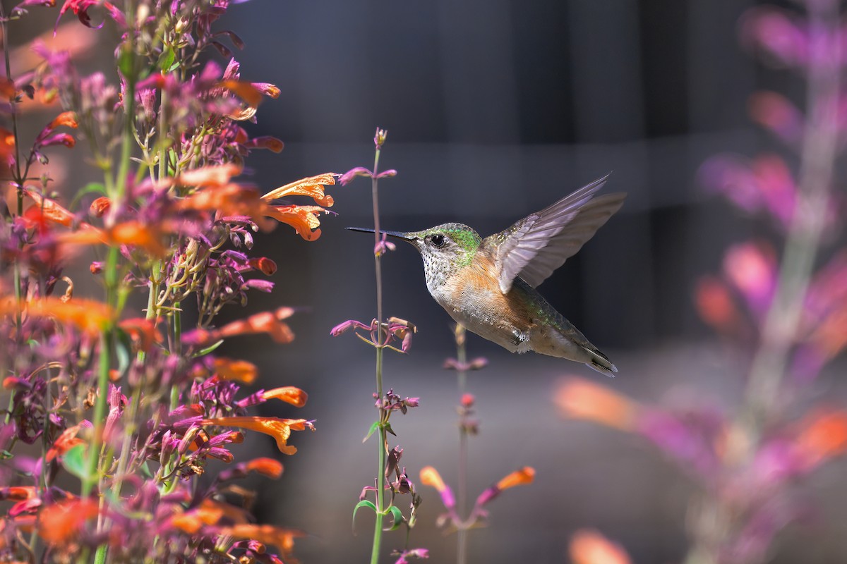 Calliope Hummingbird - ML622555438
