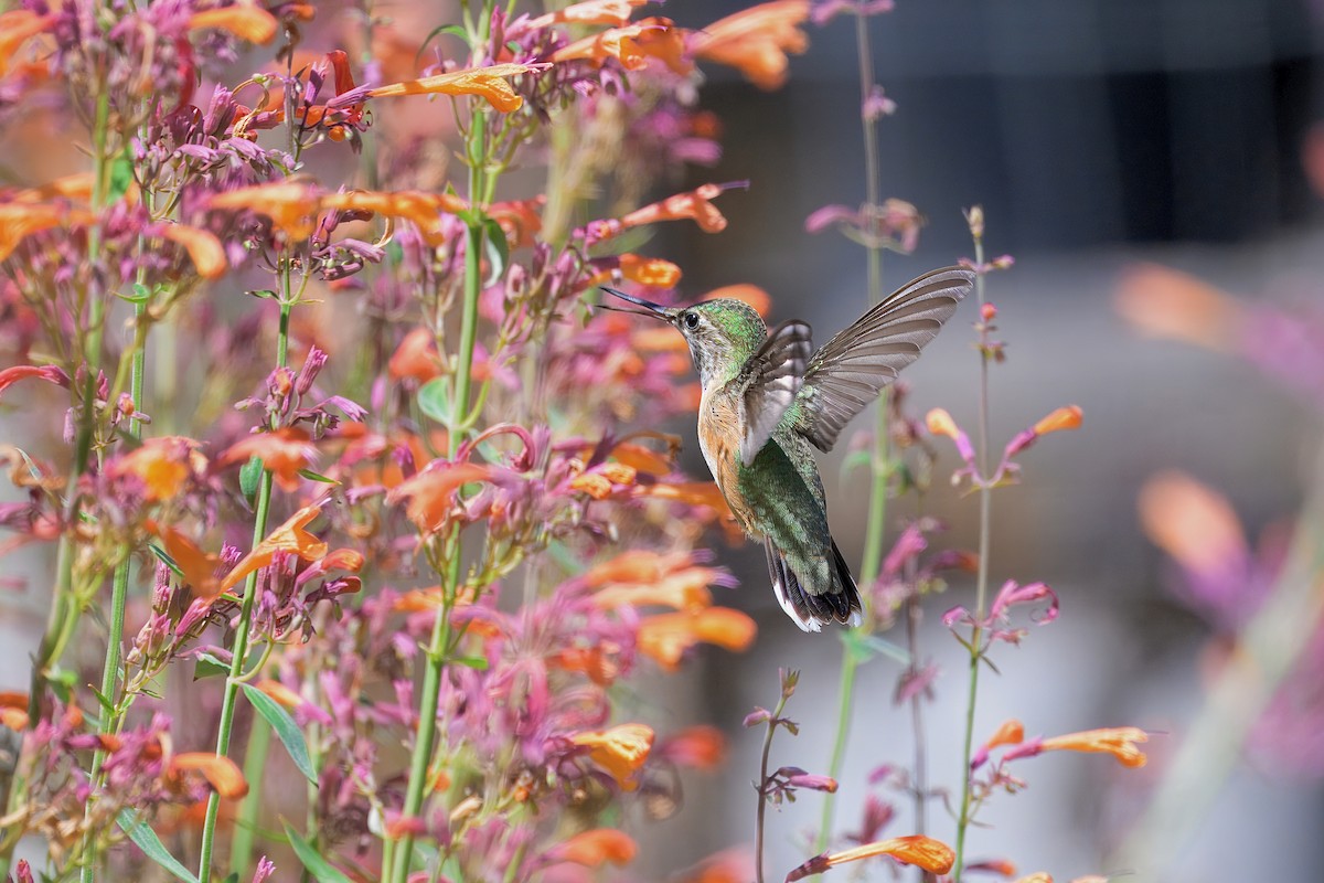 Calliope Hummingbird - ML622555439