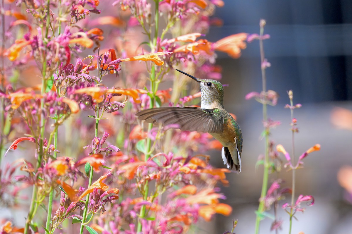 Calliope Hummingbird - ML622555441