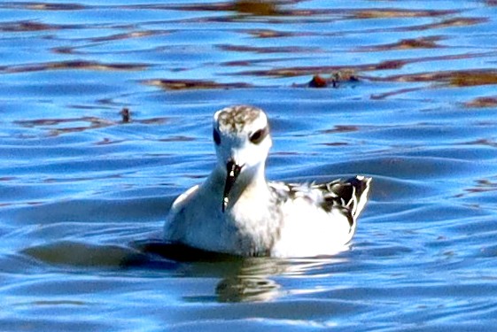 Red-necked Phalarope - ML622555498