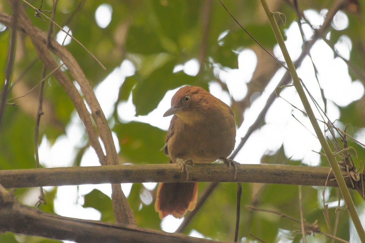 Chestnut-capped Foliage-gleaner - ML622555538