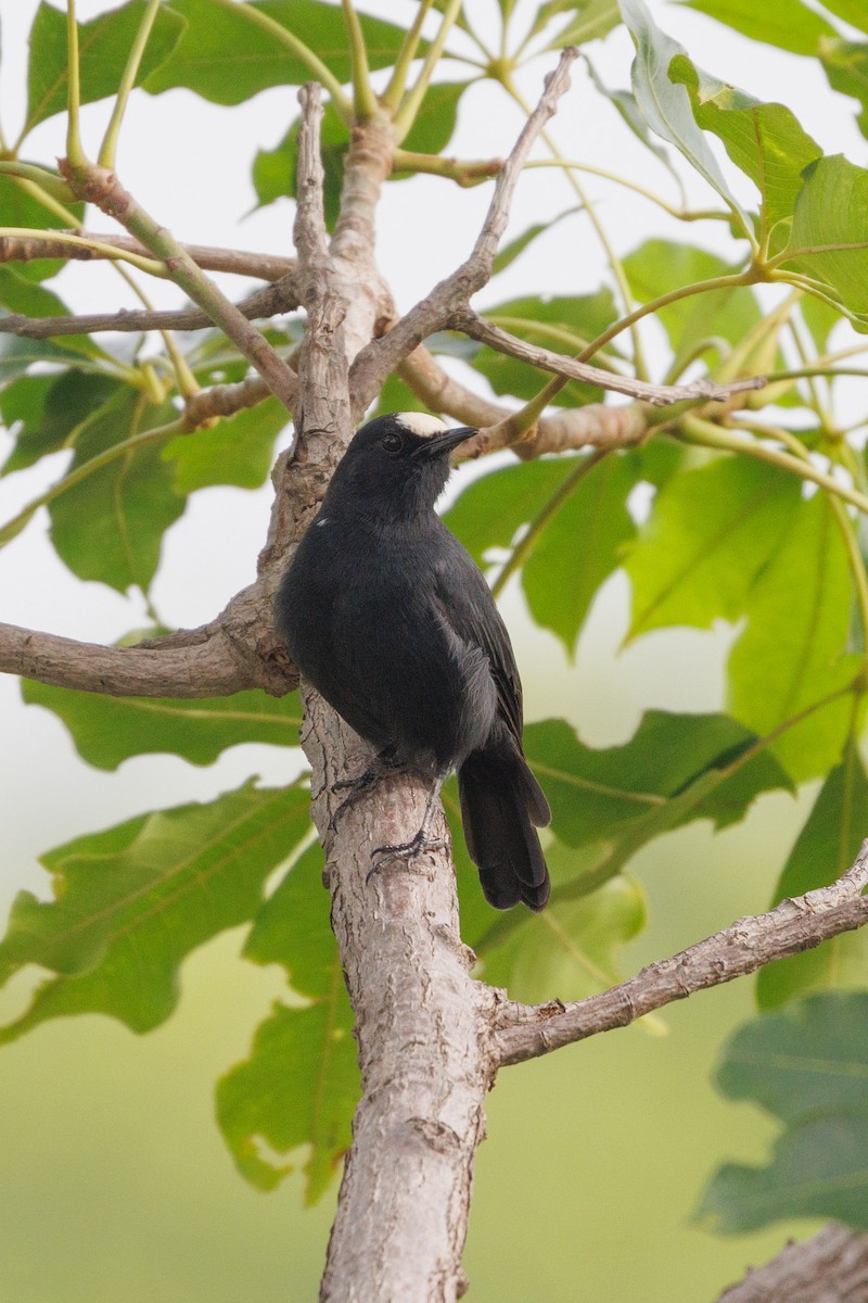 White-fronted Black-Chat - ML622555665