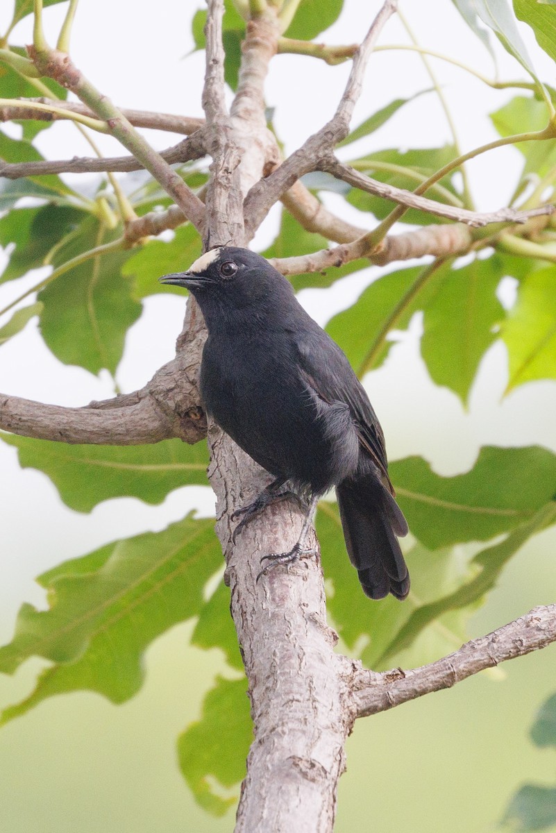 White-fronted Black-Chat - ML622555666