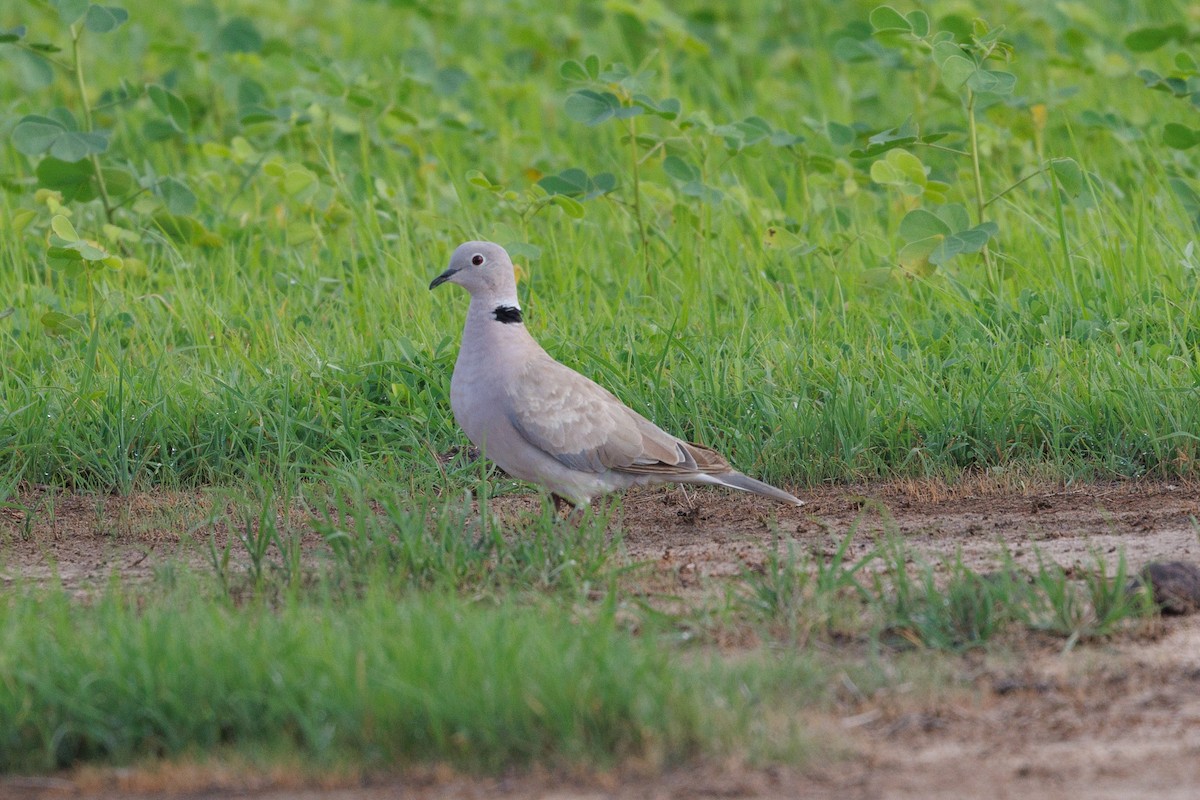 African Collared-Dove - ML622555730