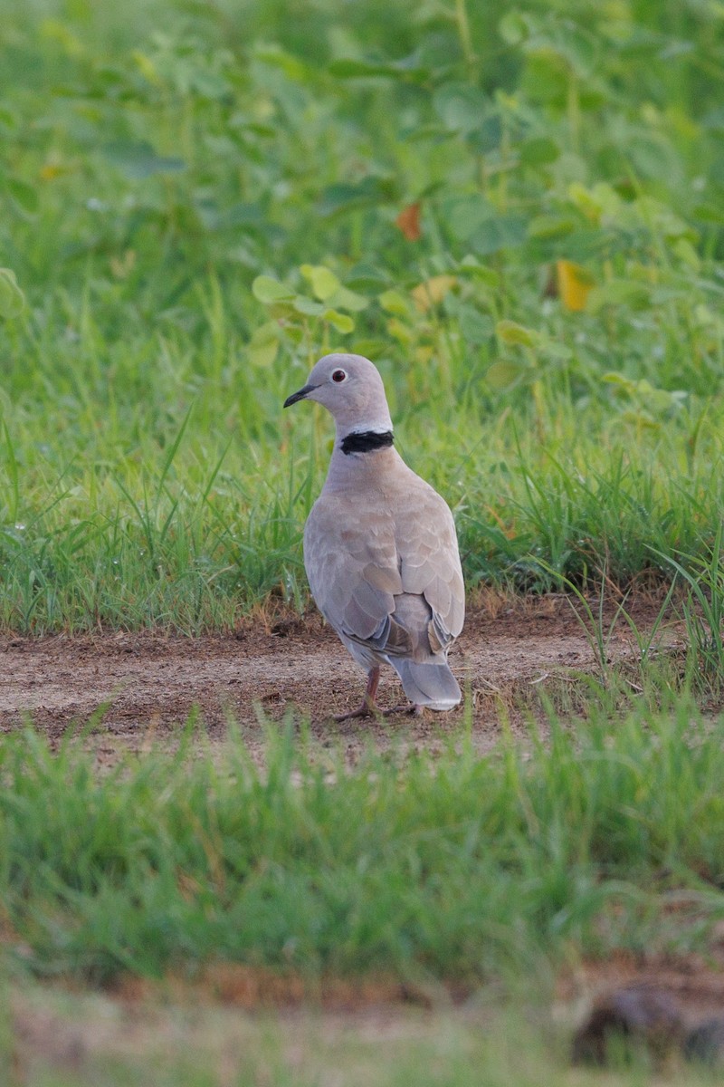 African Collared-Dove - ML622555731