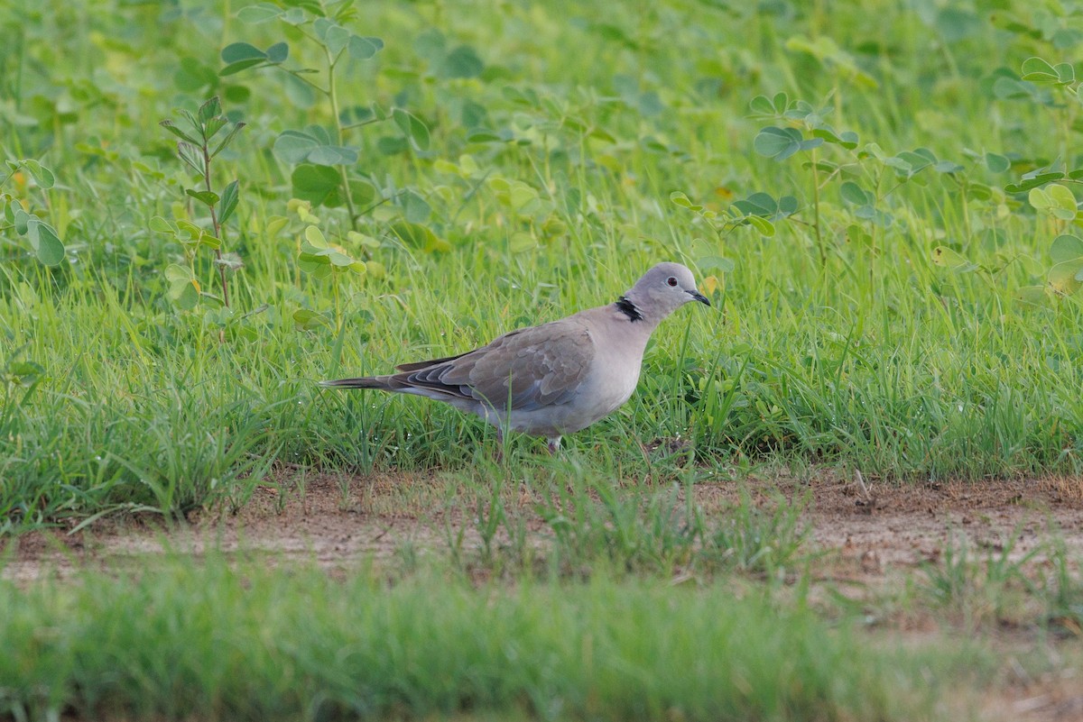 African Collared-Dove - ML622555732
