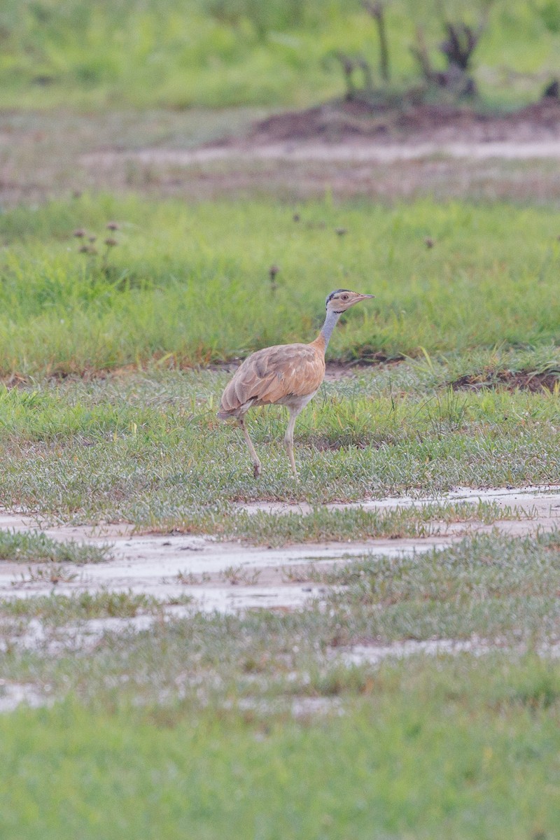 White-bellied Bustard - ML622555744
