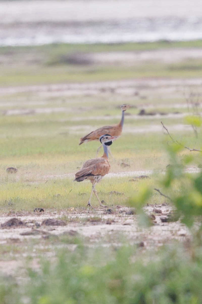 White-bellied Bustard - ML622555745