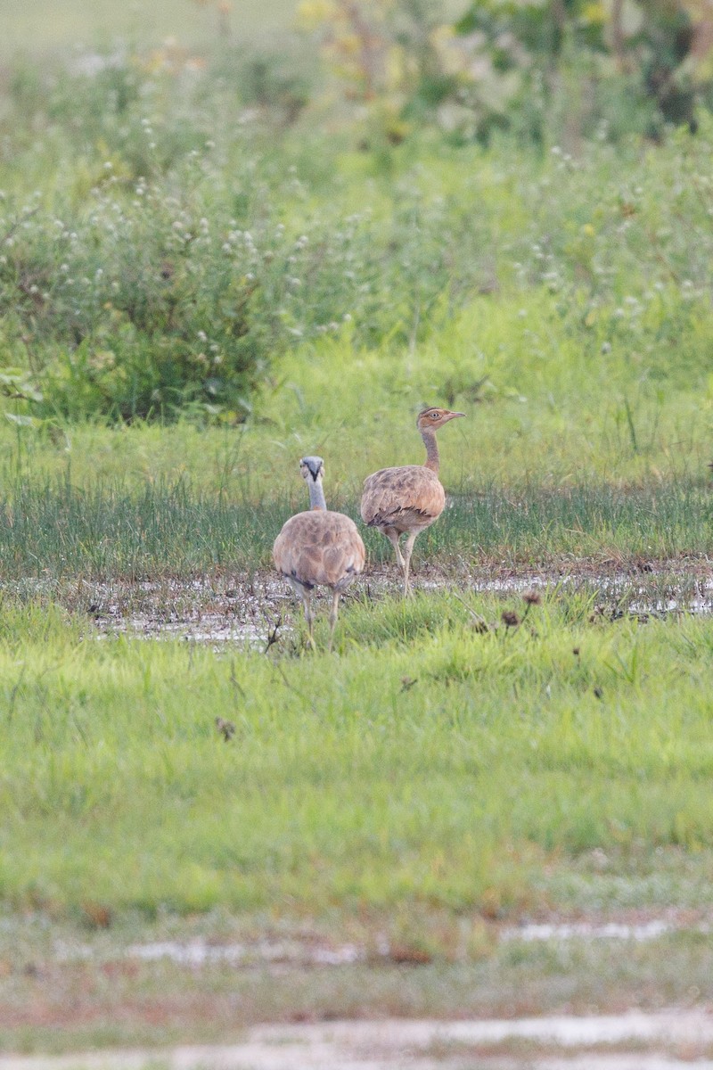 White-bellied Bustard - ML622555746