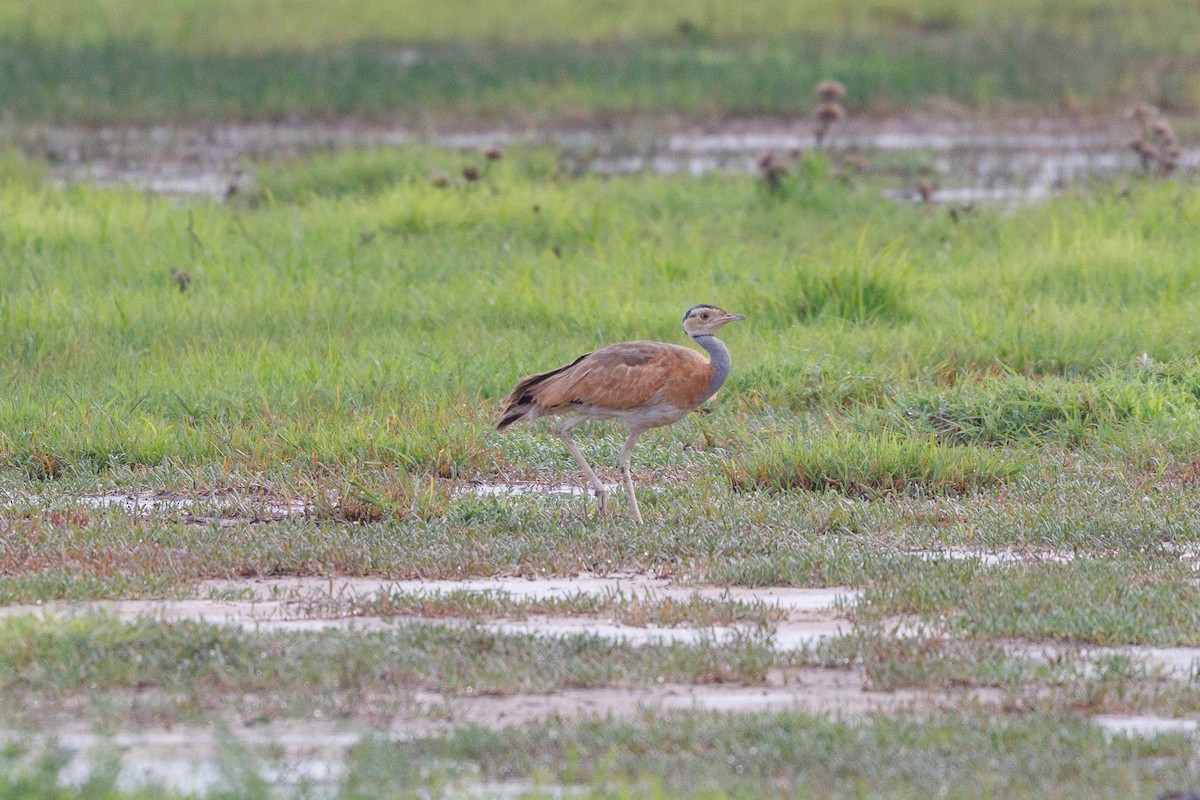White-bellied Bustard - ML622555747