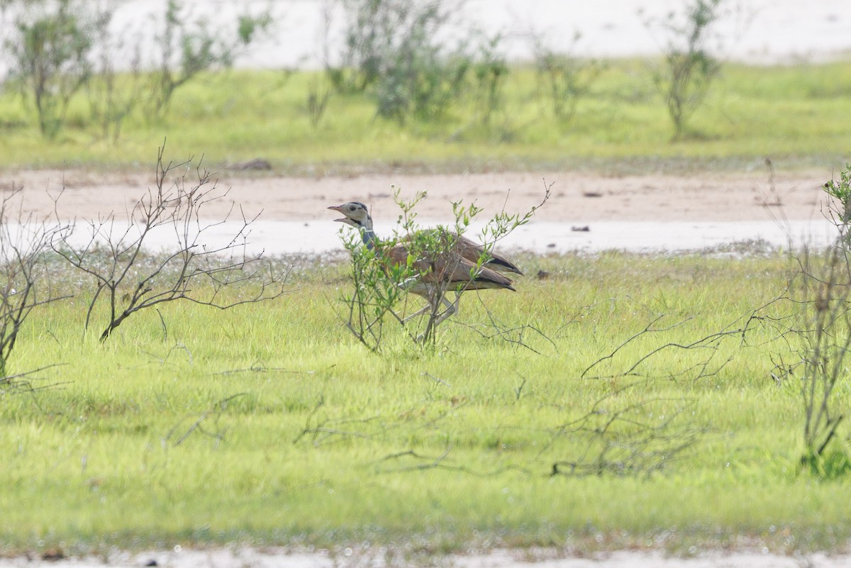 White-bellied Bustard - ML622555748