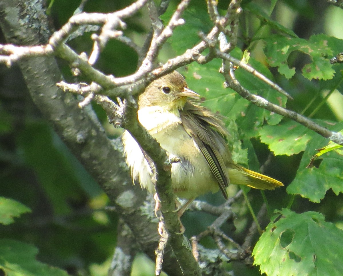 Yellow Warbler - ML622555751