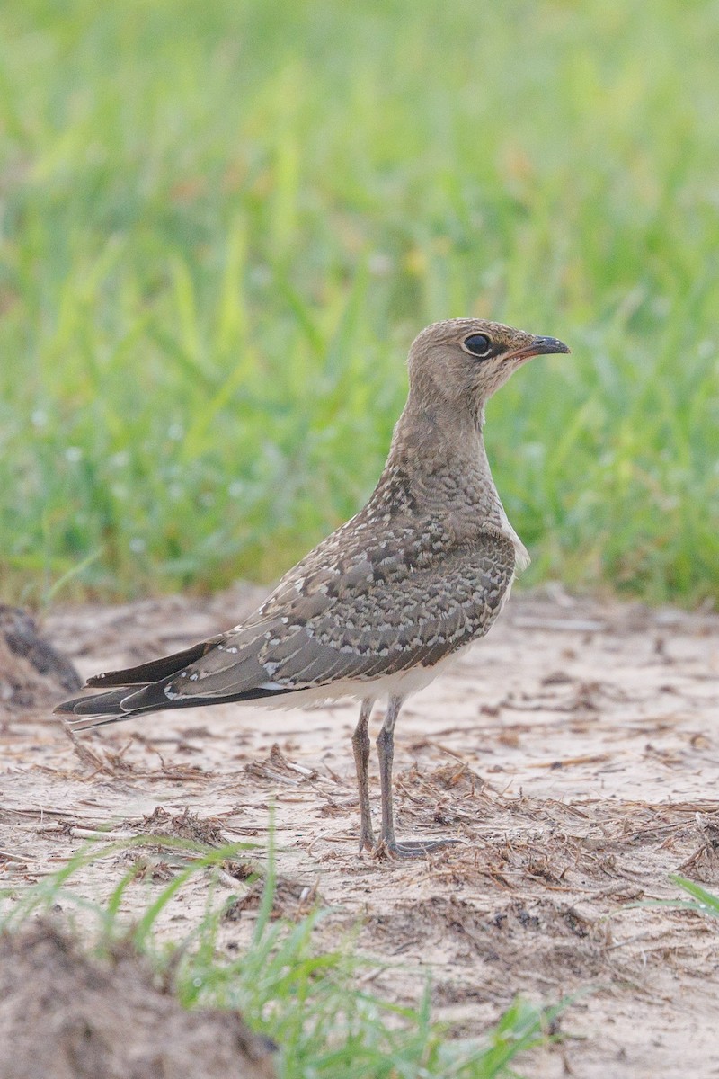 Өнгөт хөгт - ML622555754