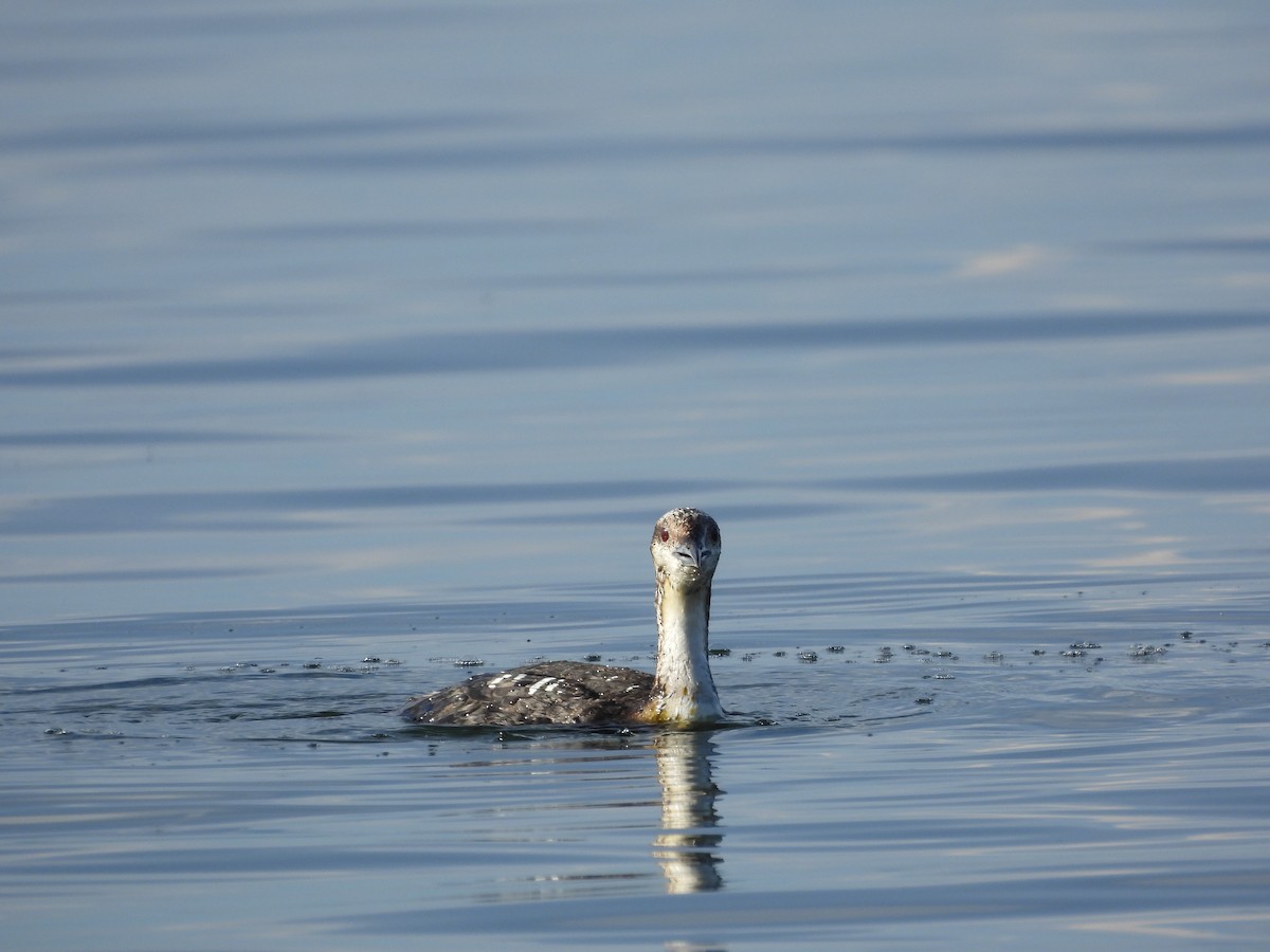 loon sp. - ML622555919