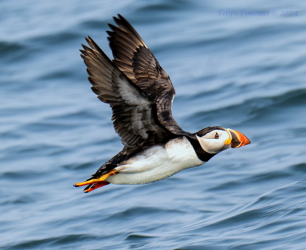 Atlantic Puffin - ML622555953