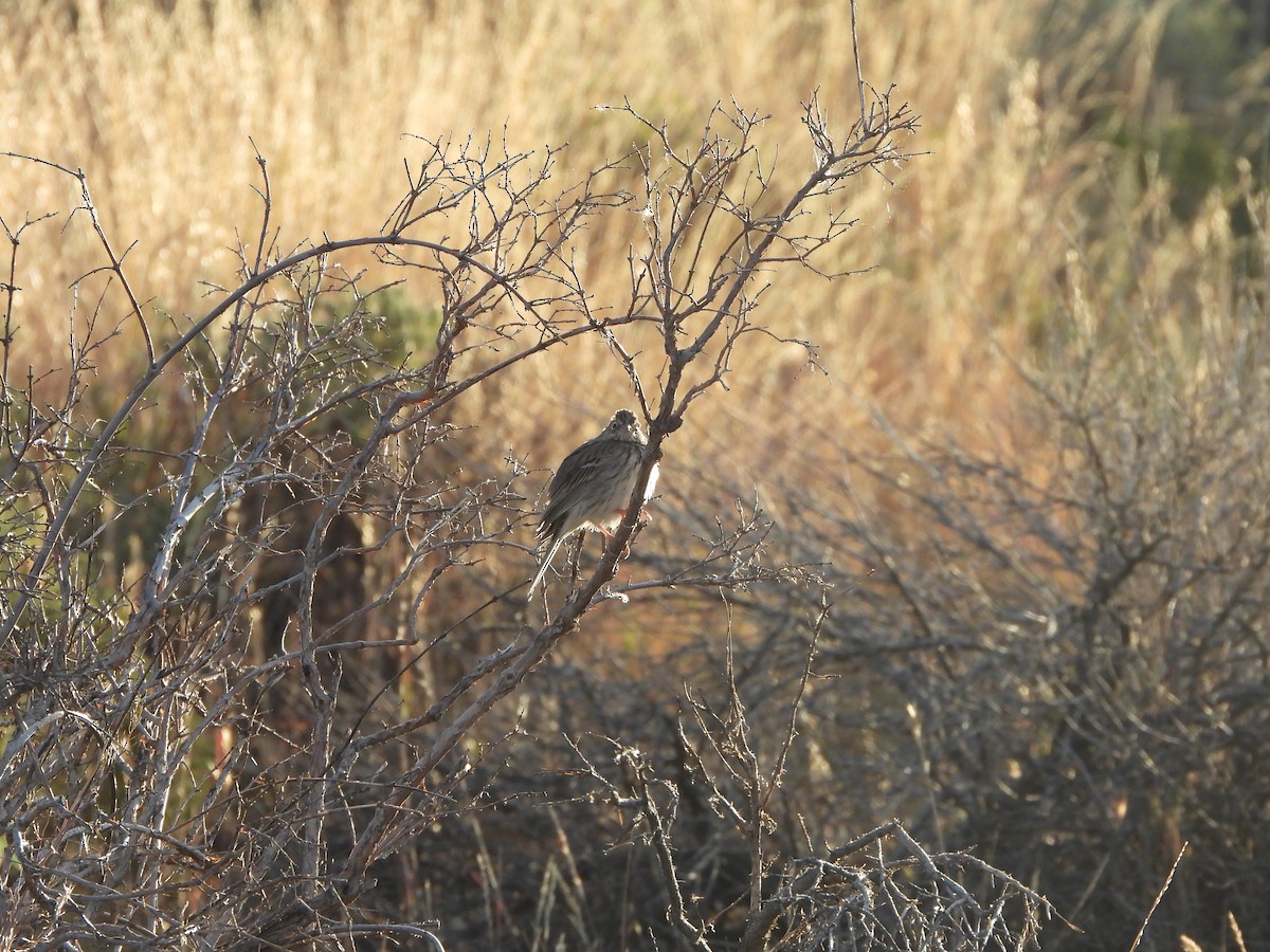 Vesper Sparrow - ML622555959