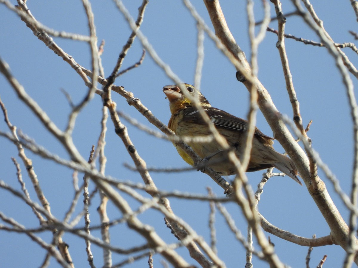 Black-headed Grosbeak - ML622555984