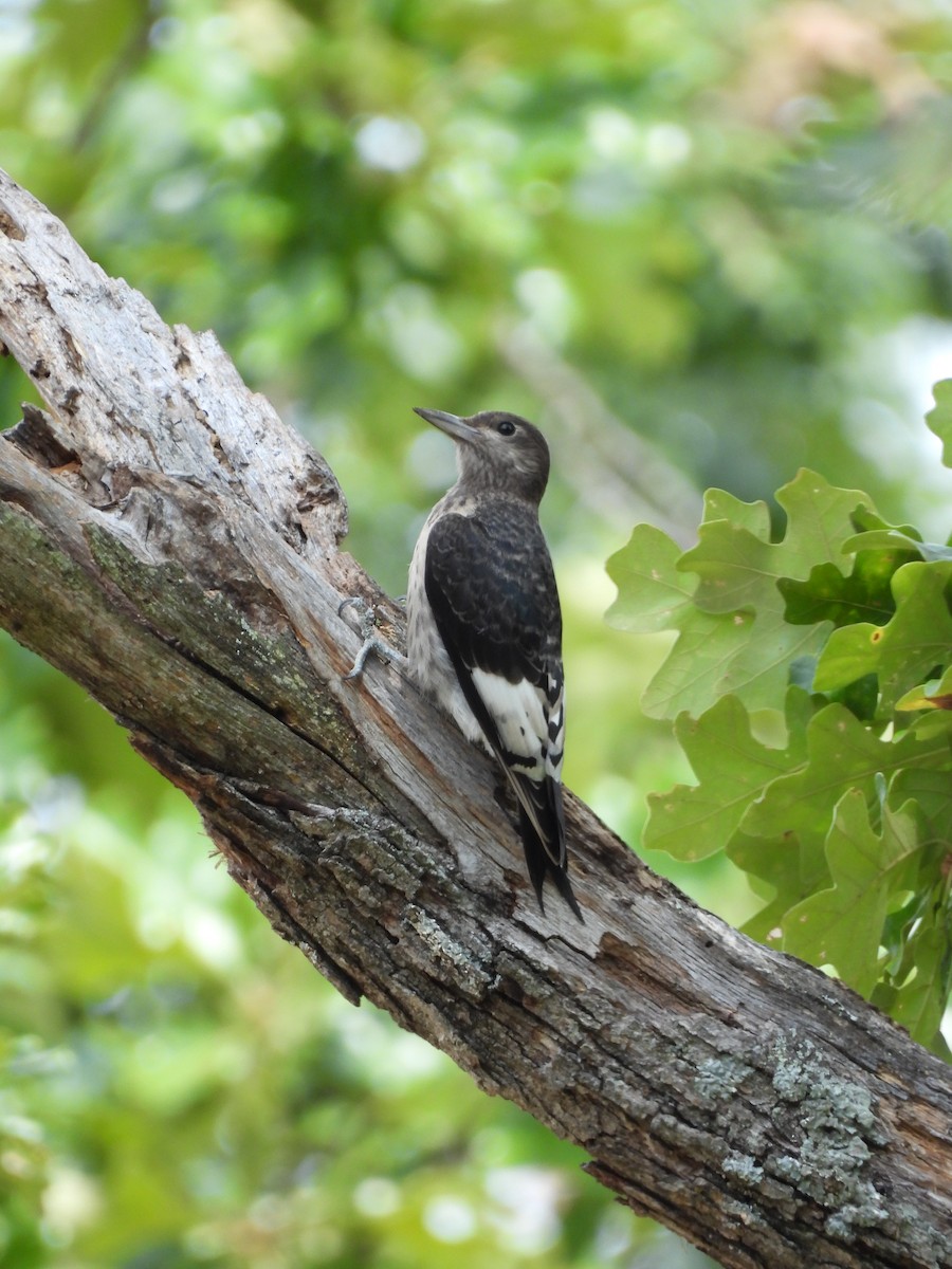 Red-headed Woodpecker - ML622556172