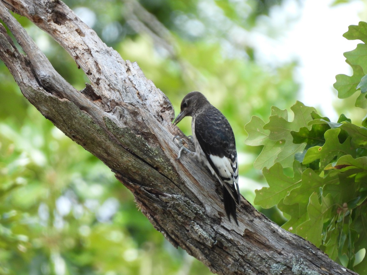 Red-headed Woodpecker - ML622556173