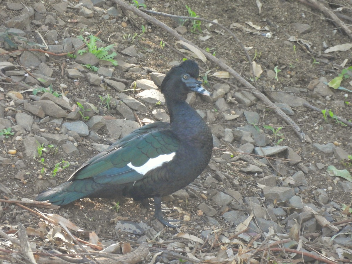 Canard musqué - ML622556183