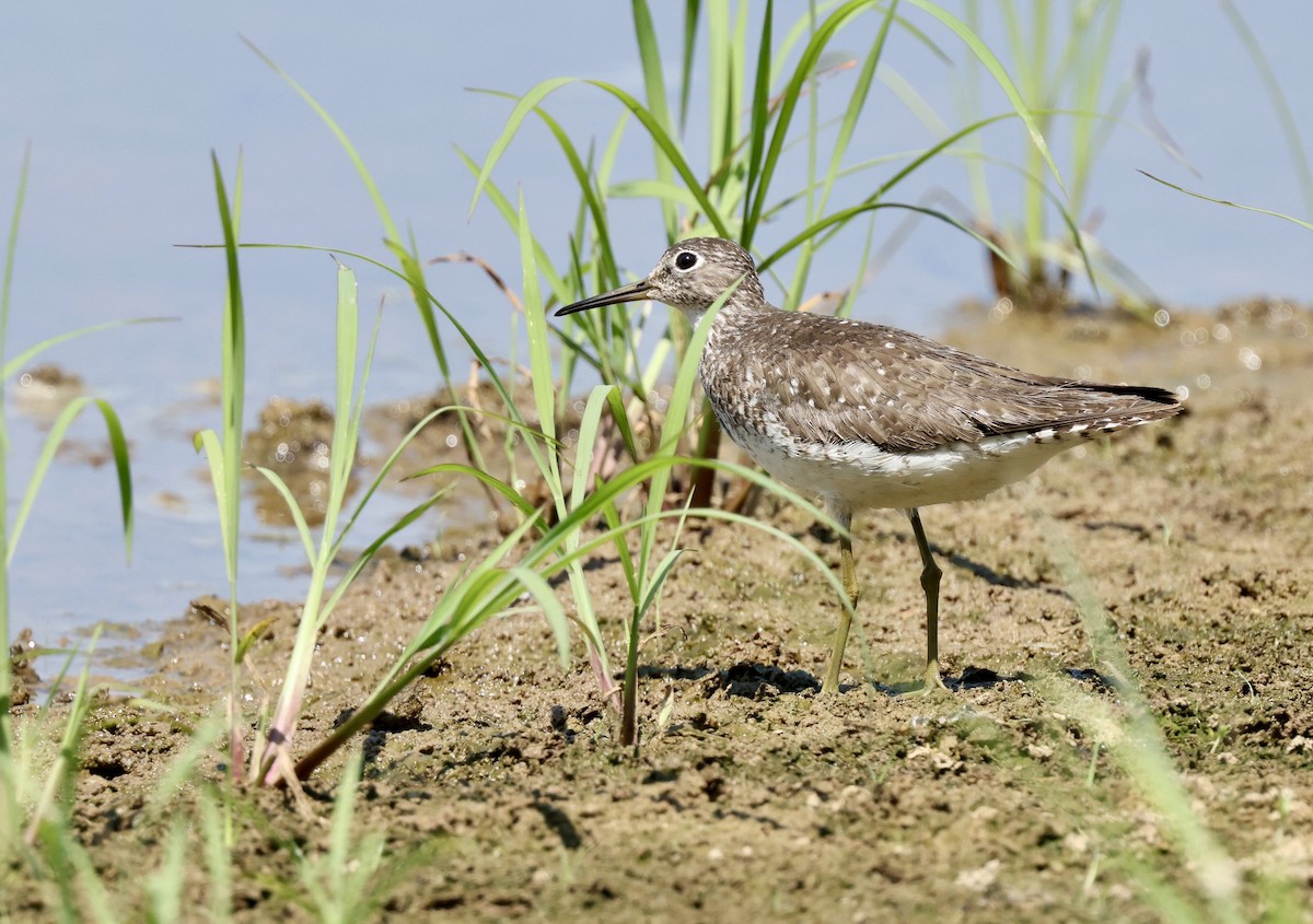 Solitary Sandpiper - ML622556220