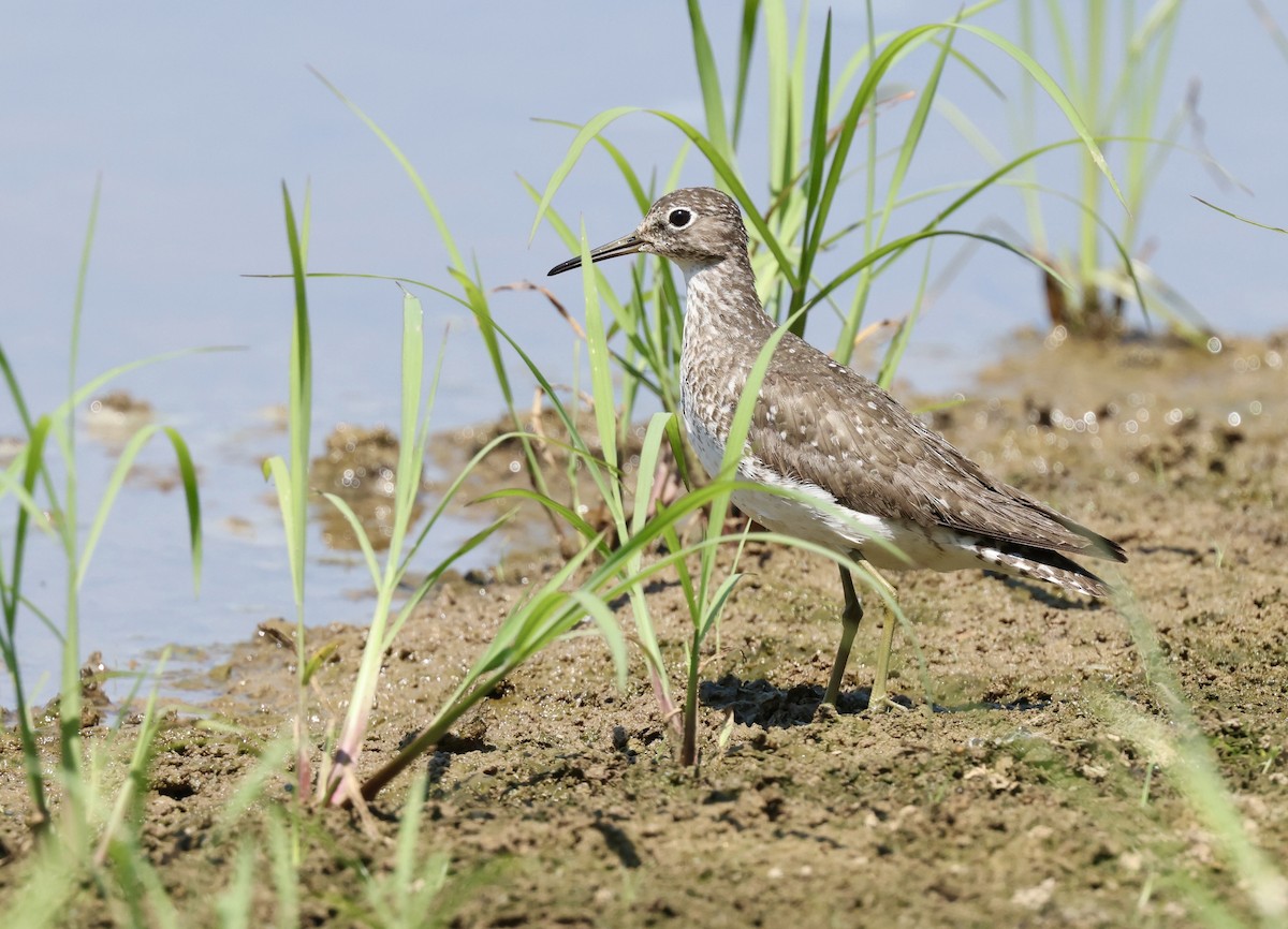 Solitary Sandpiper - ML622556222