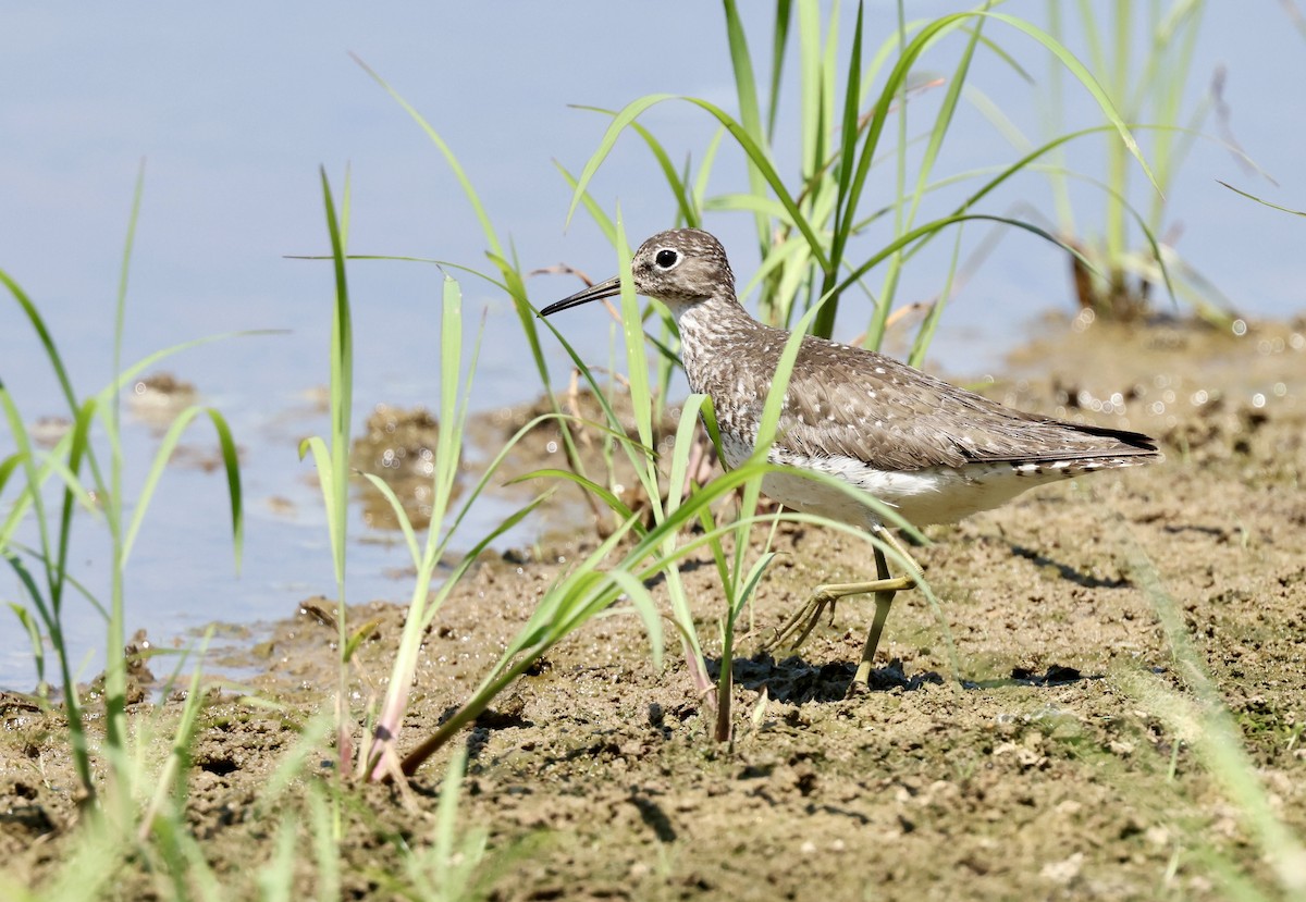 Solitary Sandpiper - ML622556224