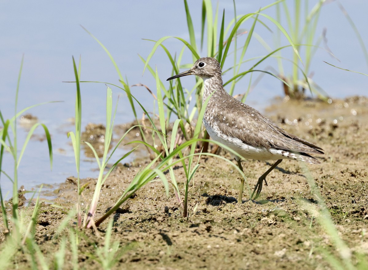 Solitary Sandpiper - ML622556225