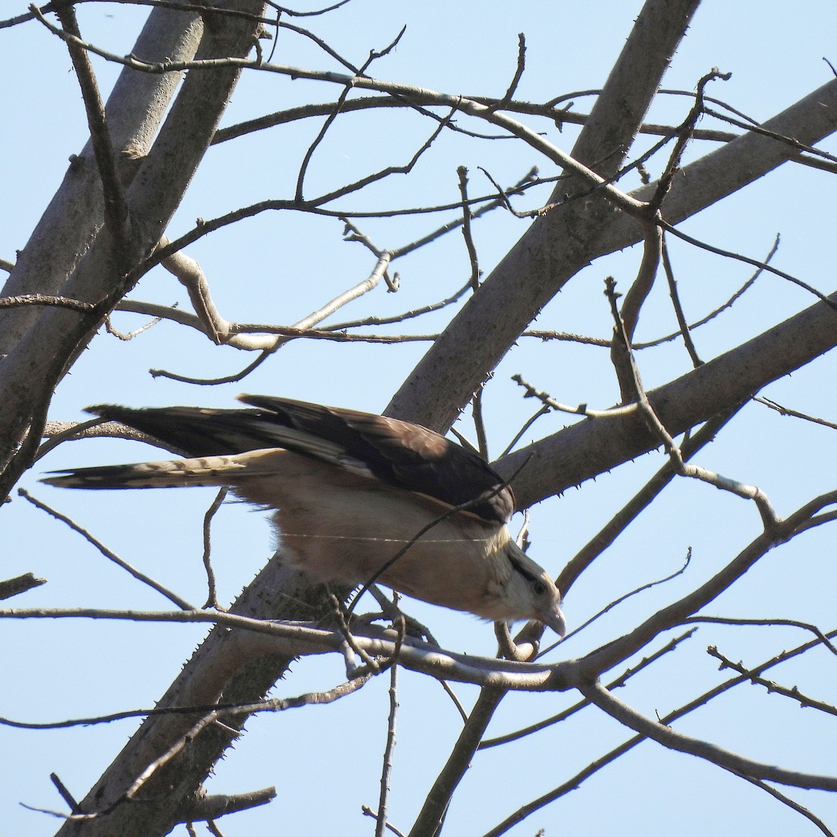 Caracara à tête jaune - ML622556239