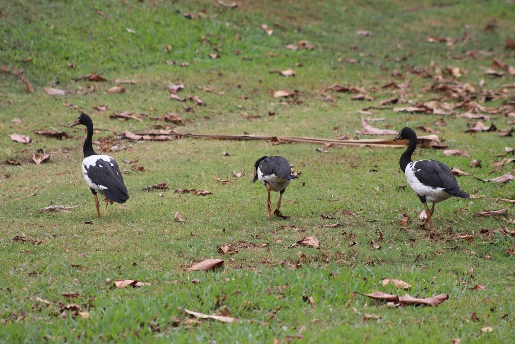 Magpie Goose - ML622556240