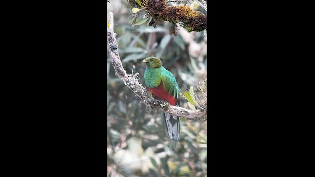 White-tipped Quetzal - ML622556260