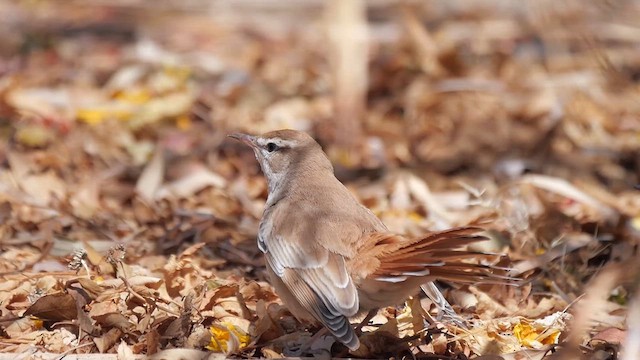 Rufous-tailed Scrub-Robin - ML622556303