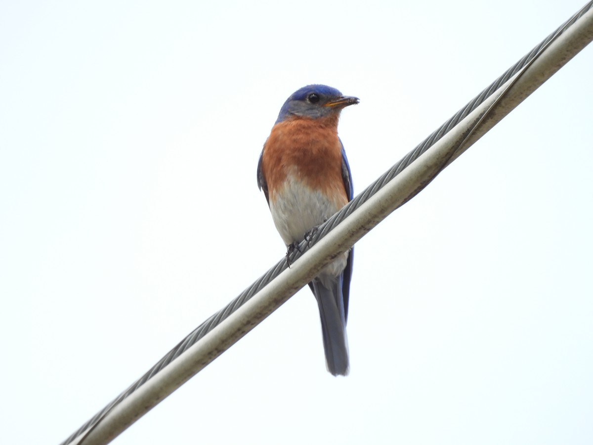 Eastern Bluebird - ML622556309