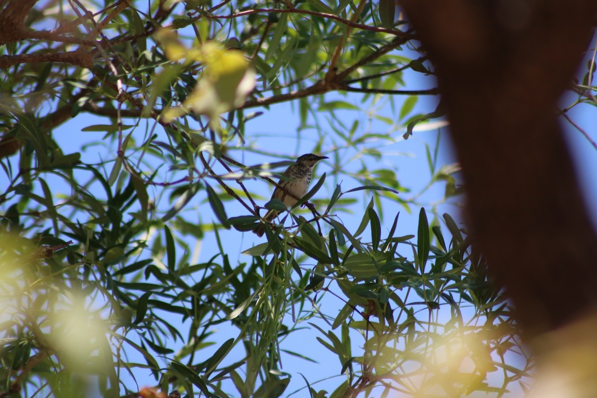 Bar-breasted Honeyeater - ML622556312