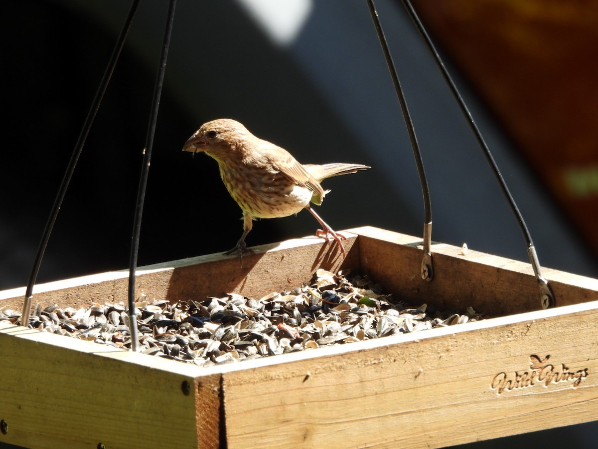 House Finch - ML622556326