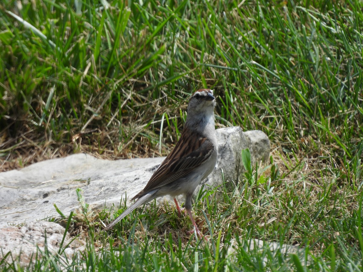 Chipping Sparrow - ML622556442