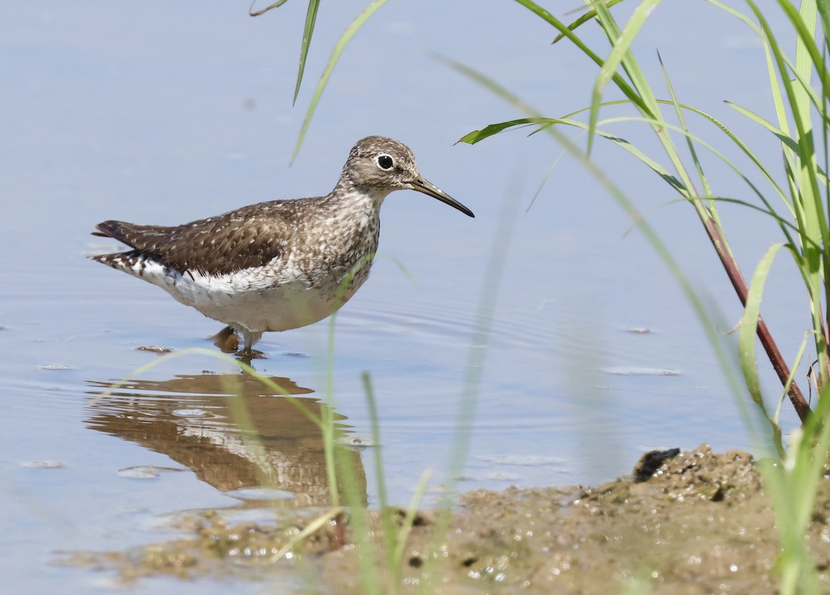 Solitary Sandpiper - ML622556459