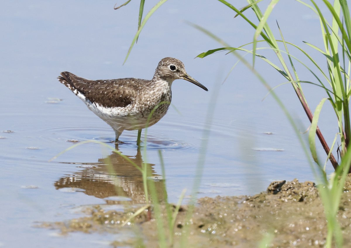 Solitary Sandpiper - ML622556460