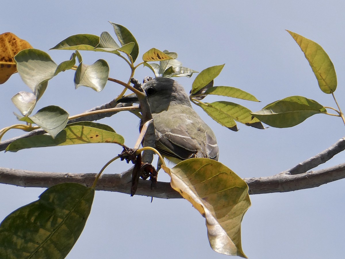 Tropical Kingbird - ML622556483