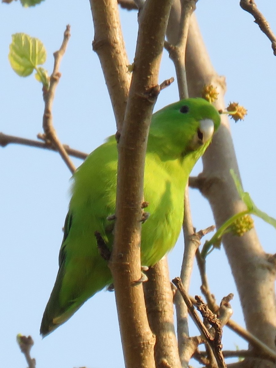 Cobalt-rumped Parrotlet - ML622556510