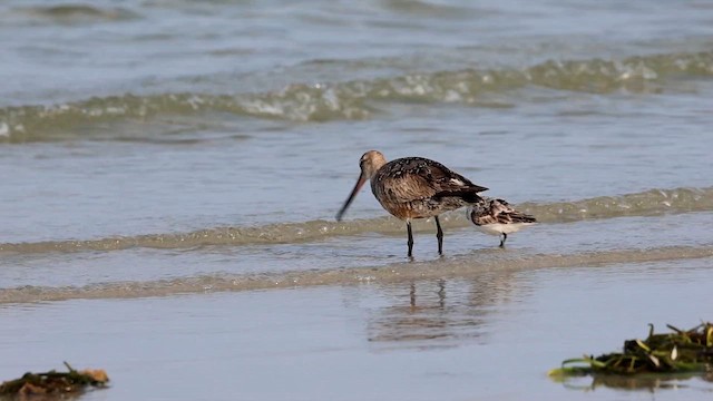 Hudsonian Godwit - ML622556533