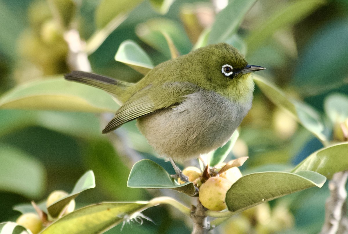 Cape White-eye - ML622556536