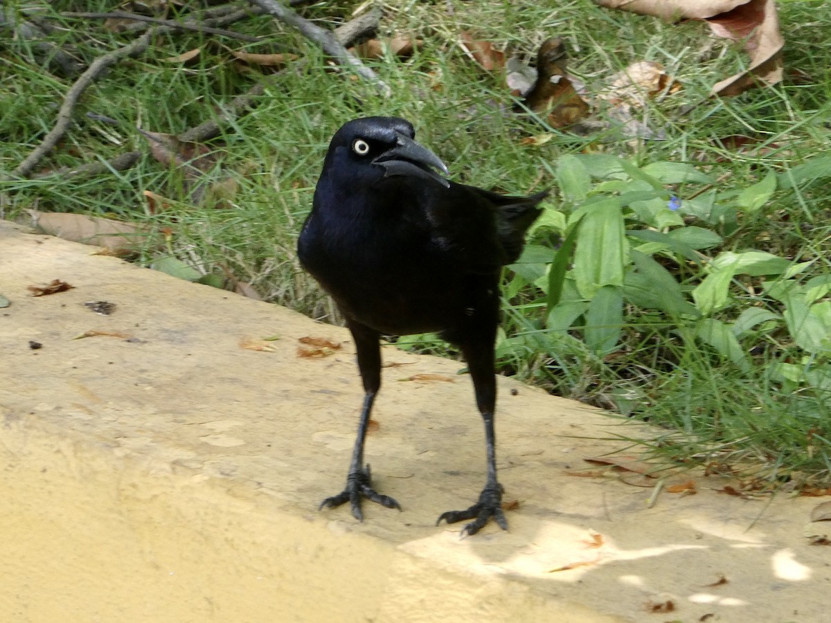 Great-tailed Grackle - ML622556544