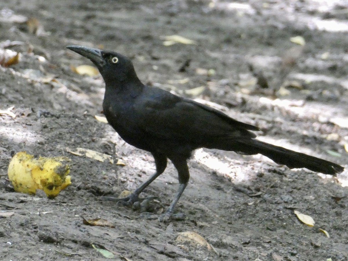 Great-tailed Grackle - ML622556545