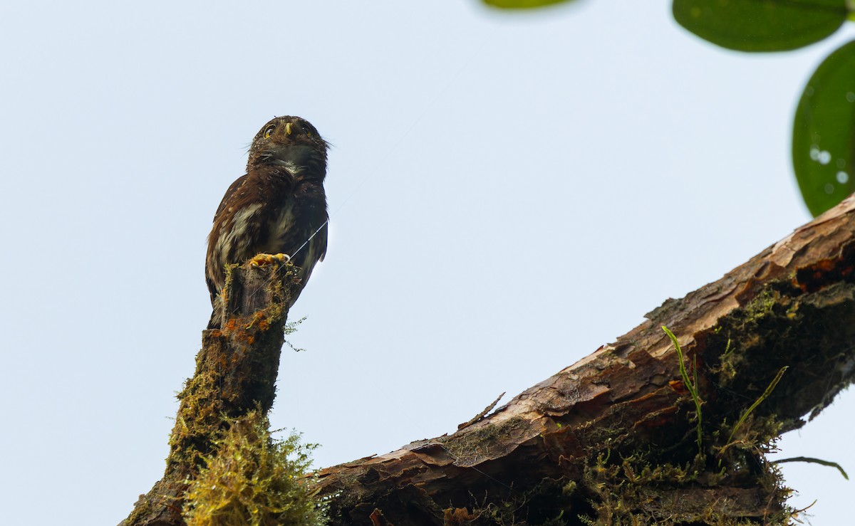 Cloud-forest Pygmy-Owl - ML622556584