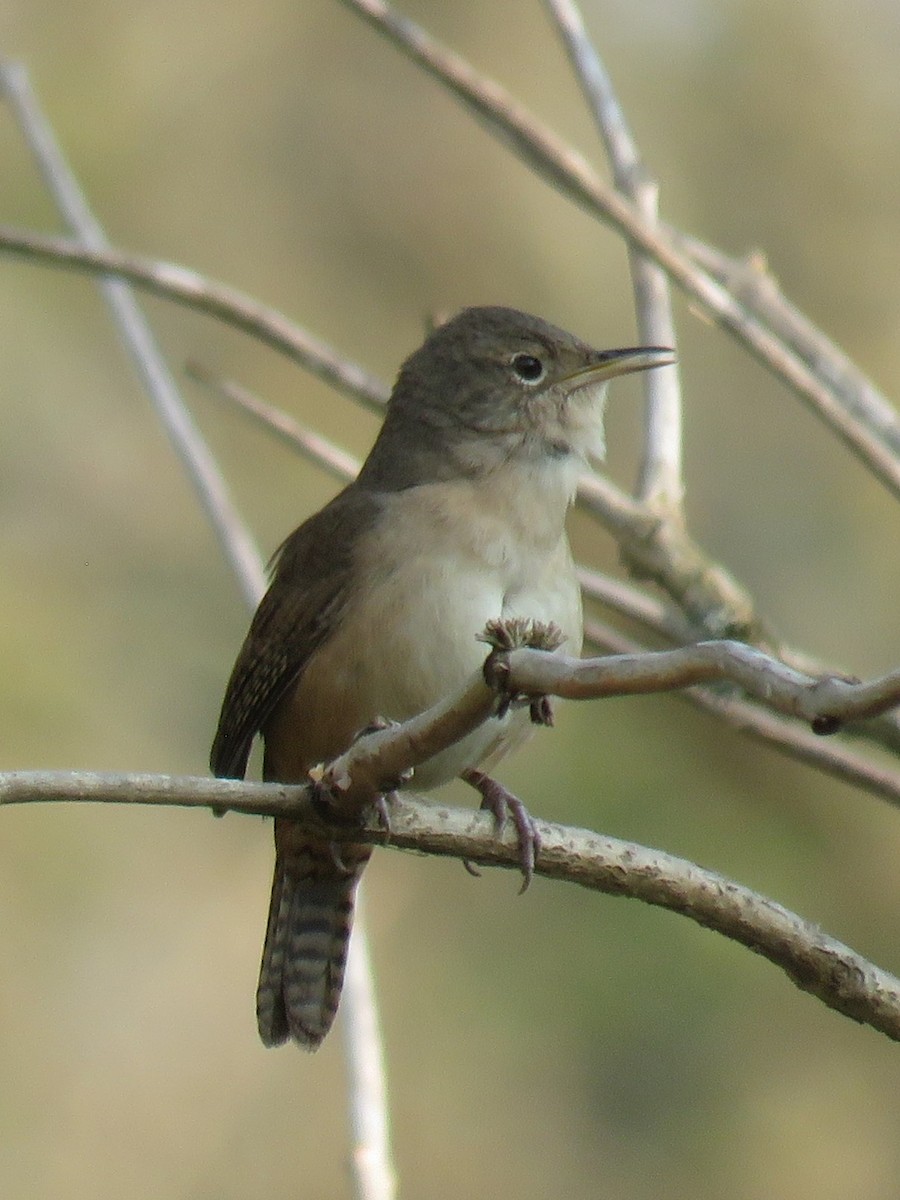 House Wren - ML622556607