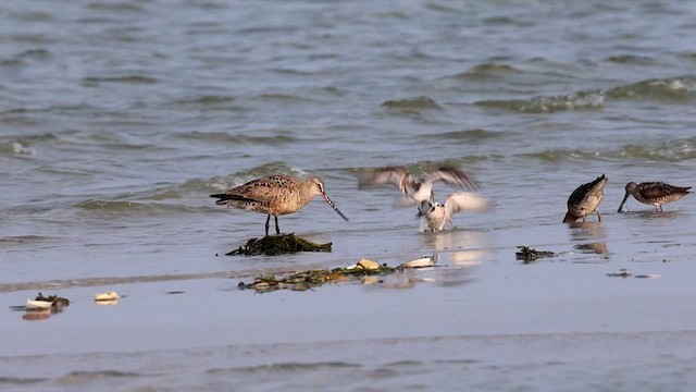 Bécasseau sanderling - ML622556613