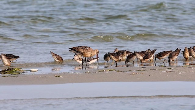 Short-billed Dowitcher (griseus) - ML622556625